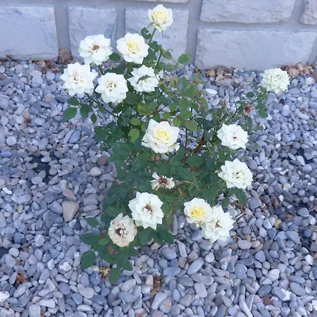 Maison d'hôtes Dolce