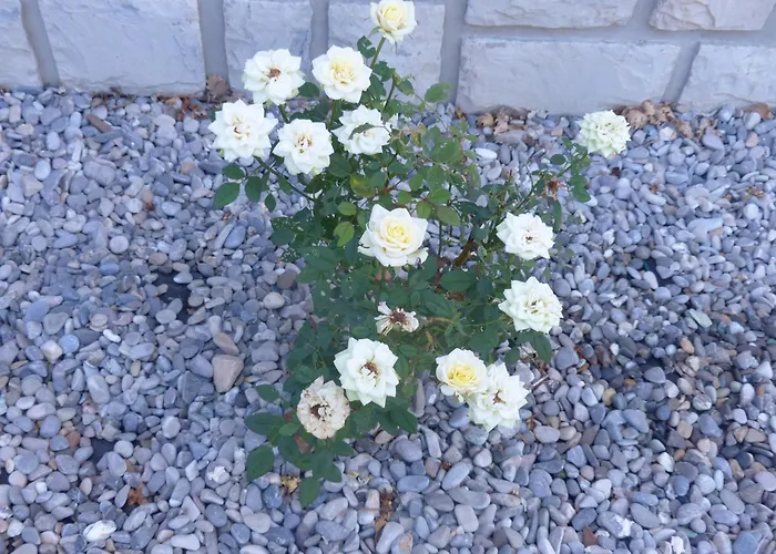 بيت ضيافة Dolce